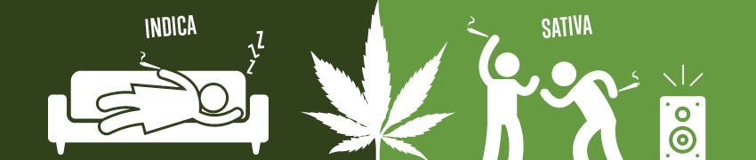Cannabis Indica vs Sativa Effekte